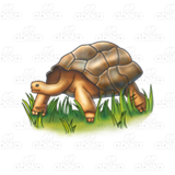Giant Brown Tortoise