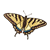 Swallowtail Butterfly Color PNG