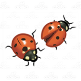 Two Orange Ladybugs