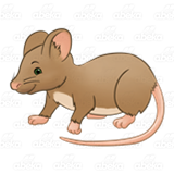 Brown Mouse