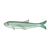 Green Anchovy Color PNG