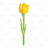 Open Yellow Tulip