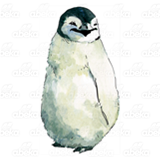 Baby Penguin 1
