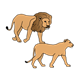 Two Lions walking