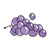 Grape Cluster Color PDF