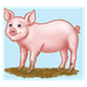 Pink Pig standing in mud, has blue background