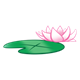 Lily Pad with pink water lily
