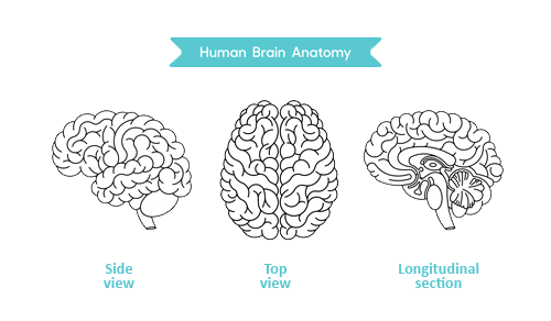 Human Brain Anatomy