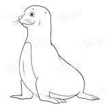 Gray Seal