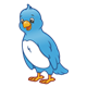 Blue Bird with white chest