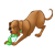 Brown Dog Color PNG