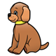 Brown Puppy with yellow collar