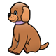 Brown Puppy with purple collar