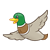 Flying Duck Color PNG