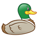 Swimming Duck with a green head