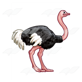 Black Ostrich