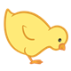 Yellow Chick pecking