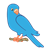 Blue Parakeet Color PNG