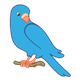 Blue Parakeet on a branch