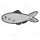 Gray Fish