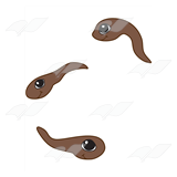 Brown Tadpoles