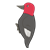 Woodpecker Color PNG