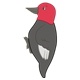 Woodpecker with a red head