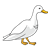 Adult Duck Color PNG