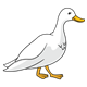 Adult Duck white with orange beak and feet