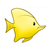 Yellow Angelfish Color PDF