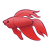 Betta Fish Color PNG