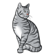 Adult Cat gray with stripes