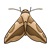Brown Moth Color PNG