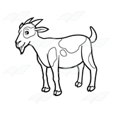 Spotted Goat