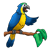 Parrot Color PNG