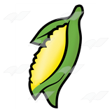 Ear of Corn