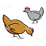 Two Chickens