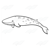 Blue Whale 1