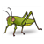 Green Grasshopper Color PDF