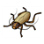 Brown Cockroach Color PDF