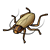 Brown Cockroach Color PNG