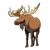 Male Moose Color PNG