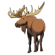 Male Moose 