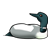 Loon Color PNG