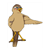Brown Bird Color PDF