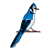 Blue Jay 1 Color PDF