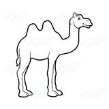Two-Humped Camel