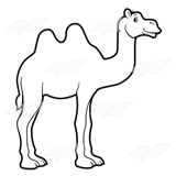Two-Humped Camel