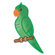 Green Parakeet on perch