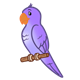 Purple Parakeet on perch